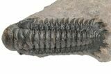 Pair of Crotalocephalina Trilobite Fossils - Atchana, Morocco #225374-7